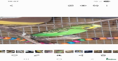 Budgerigars birds - Advert 7