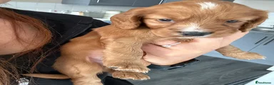 Cockapoo 6