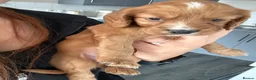 Cockapoo dogs for sale: Fb1 cockapoo puppies in Durham - Advert 2