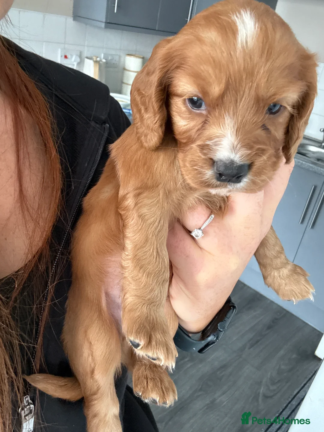Cockapoo dogs for sale: Fb1 cockapoo puppies in Durham - Advert 2