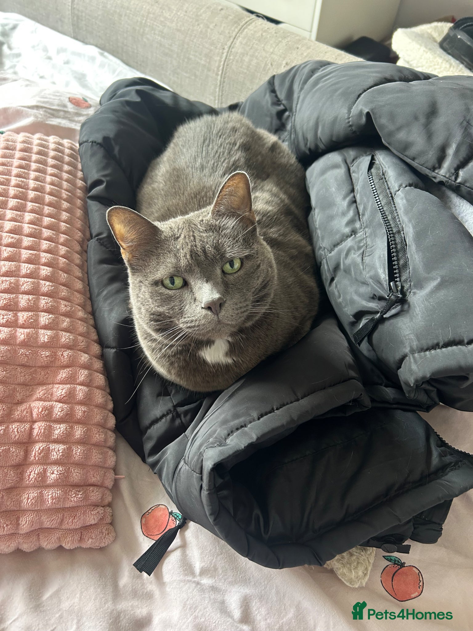 Mixed Breed cats Gorgeous grey Beau needs a new home - Advert 2