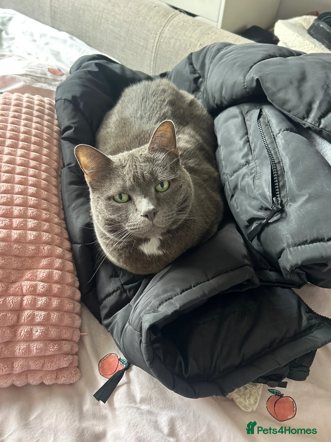 Mixed Breed cats for sale: Gorgeous grey Beau needs a new home in Crowthorne - Advert 1