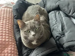 Mixed Breed cats Gorgeous grey Beau needs a new home - Advert 1