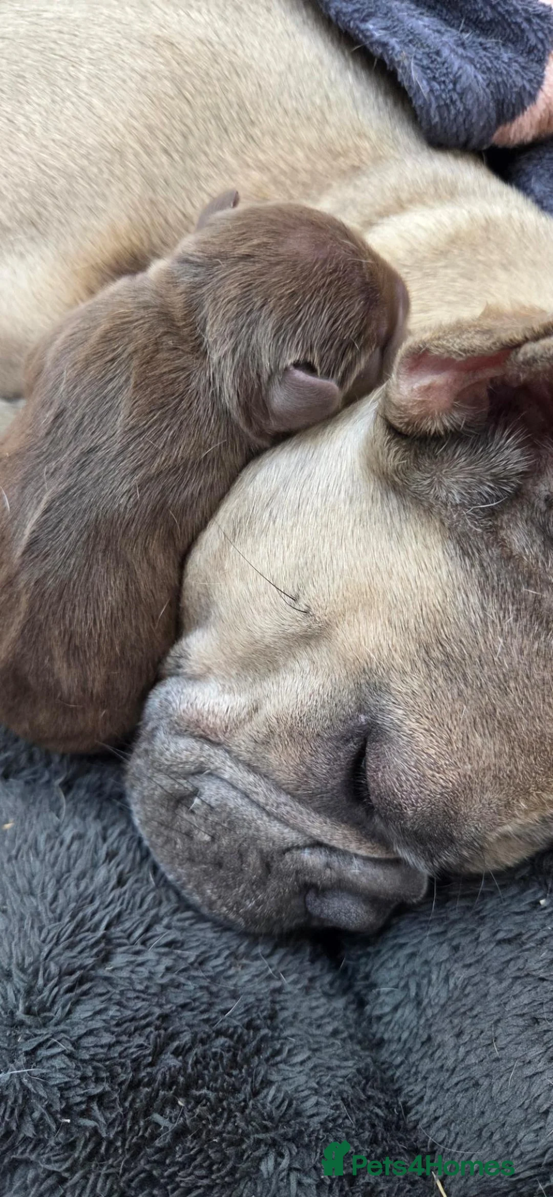 French Bulldog dogs for sale: Stunning French bull dog puppies lincolnshire - Advert 2