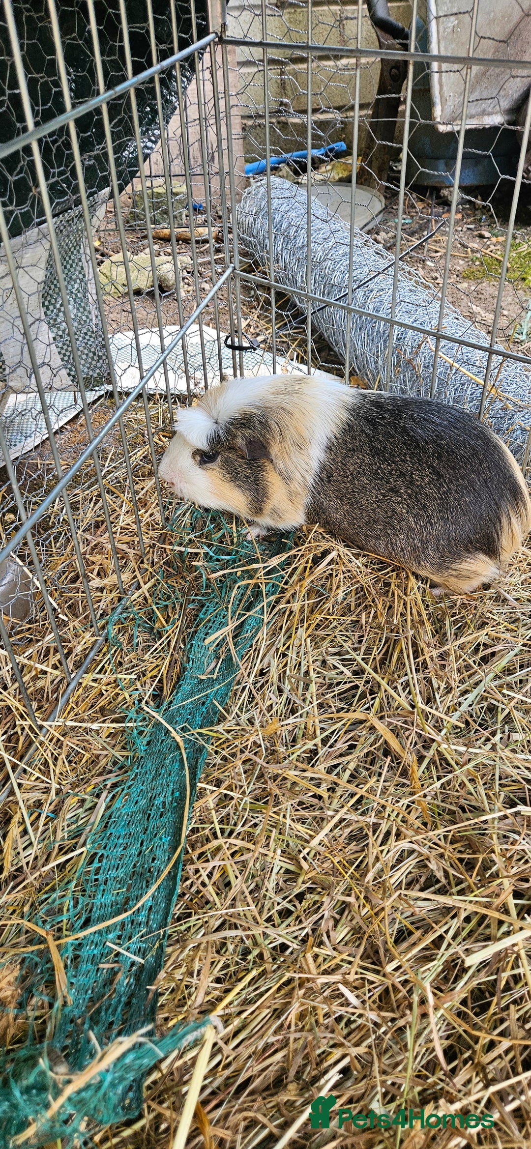 Guinea Pig rodents for sale: 7 Beautiful male Guinea Pigs for sale. - Image 4