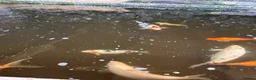Koi Carp fish for sale: Fish pond plus fish  in Swadlincote - Advert 12