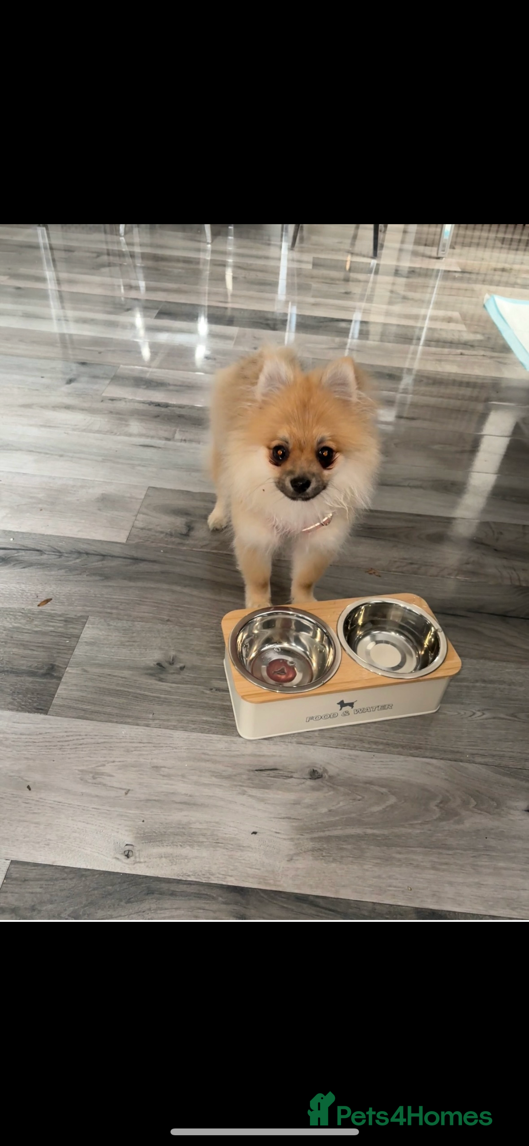 Pomeranian dogs for sale: Lucià - Advert 2