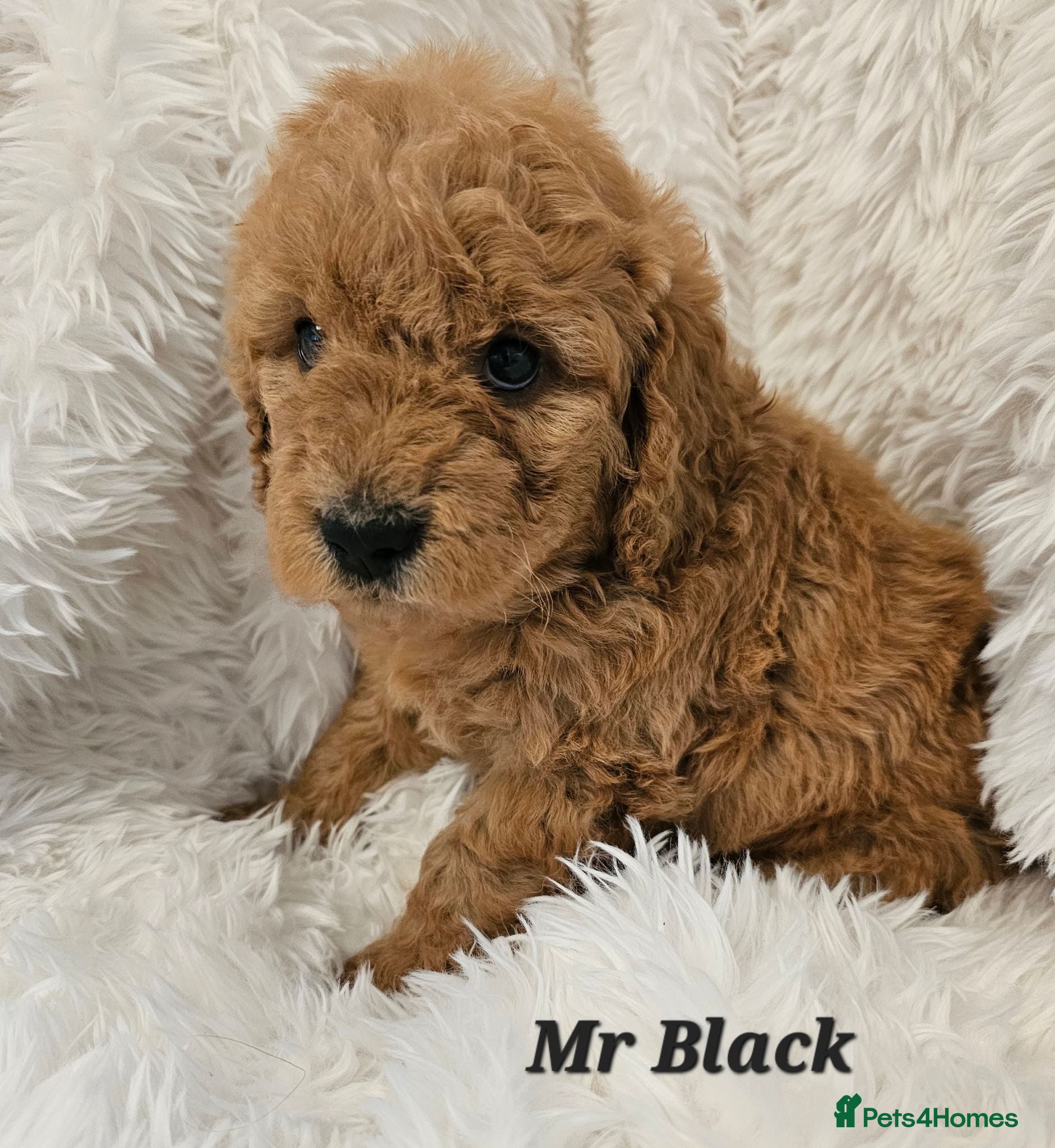 Mini Goldendoodle dogs Goldendoodle F1b  - Advert 2