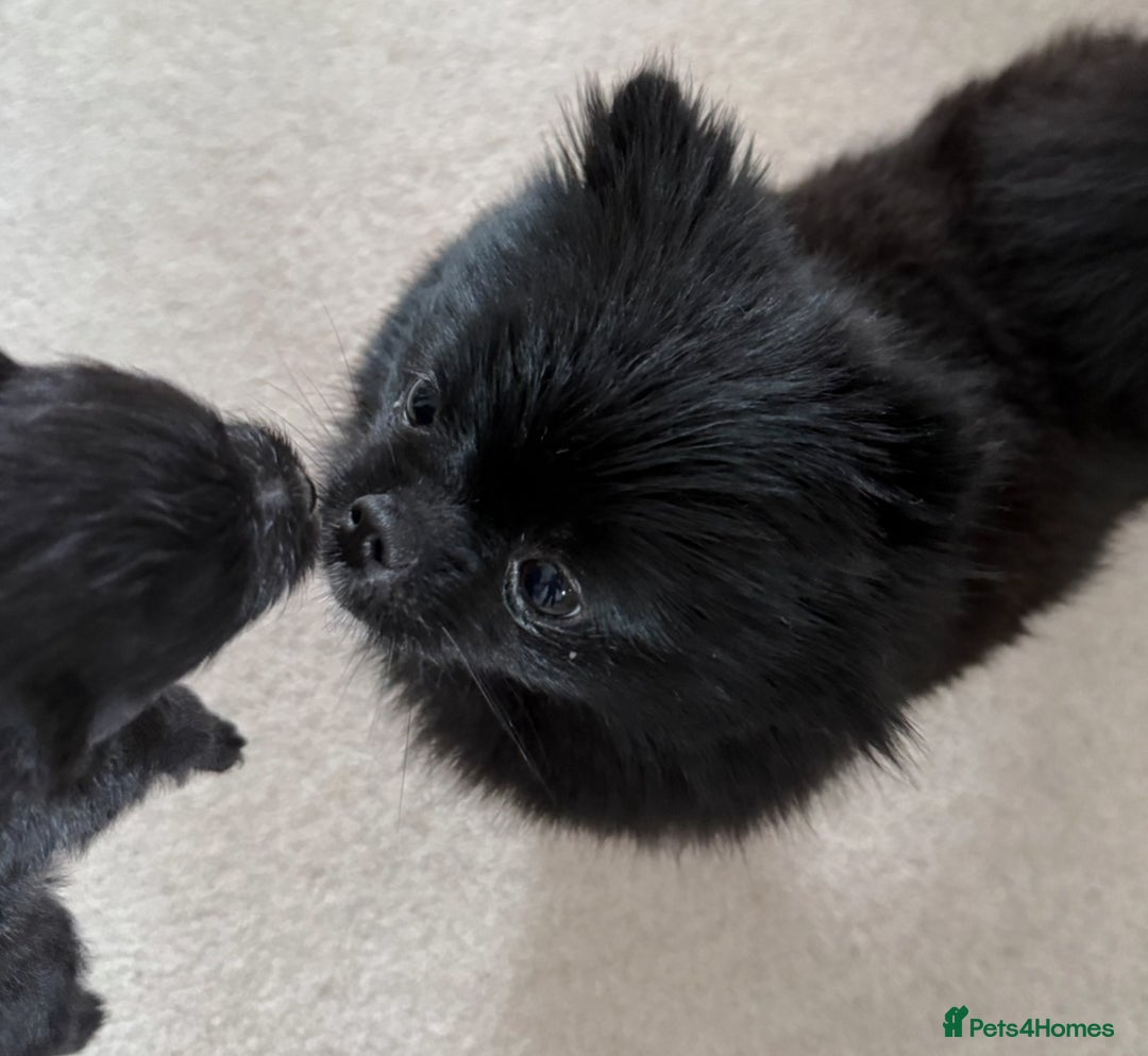 Pomeranian dogs for sale: Micro Pomeranian Puppies For Sale  - Image 5