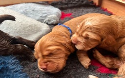 Cocker Spaniel dogs for sale: Ready now🐶X1 boy left🐶working cocker spaniel - Image 29