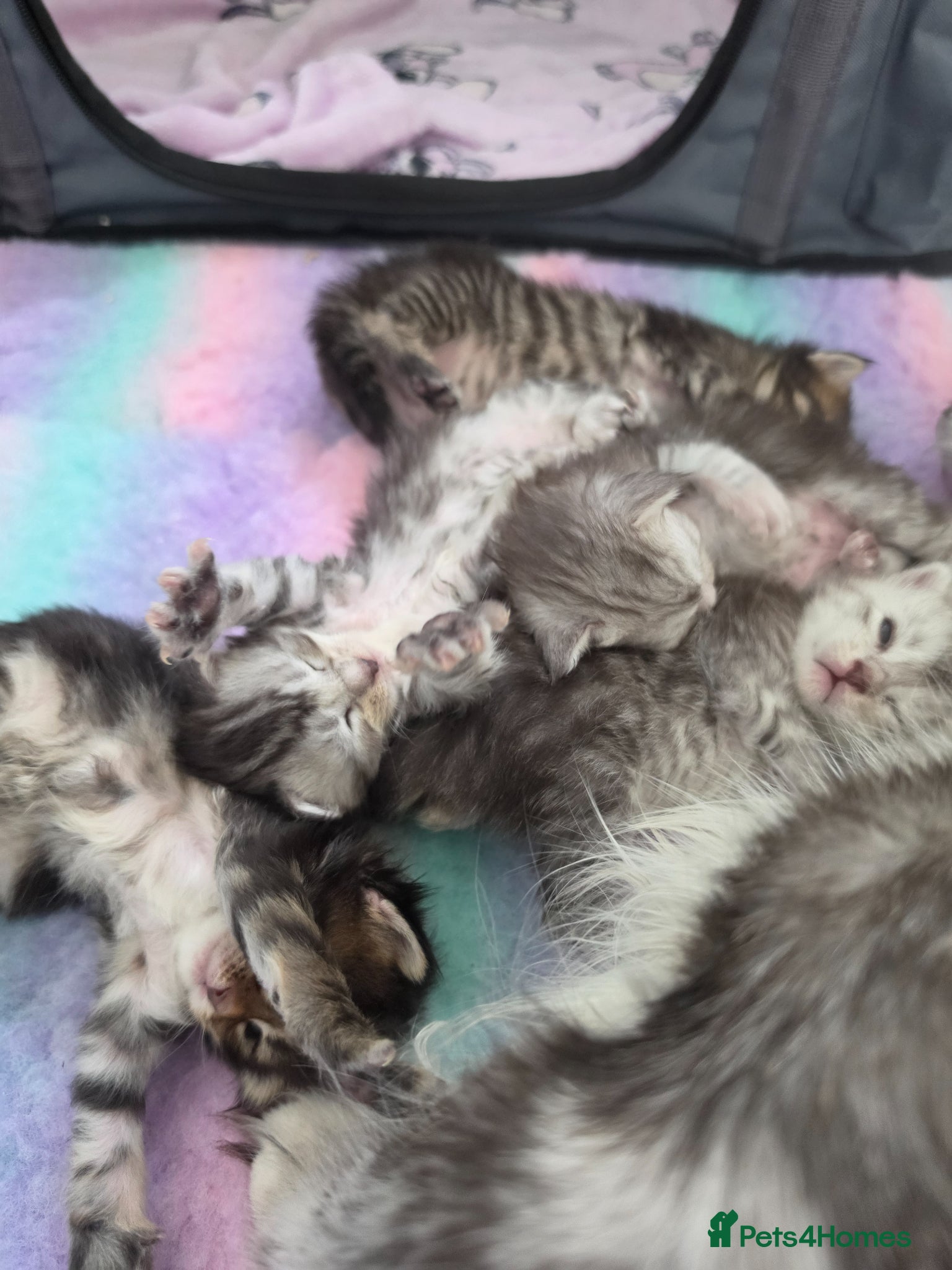 Maine Coon cats   Tica registered pedigree mainecoon kittens  - Advert 10