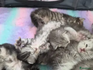 Maine Coon cats Tica registered pedigree mainecoon kittens - Advert 10