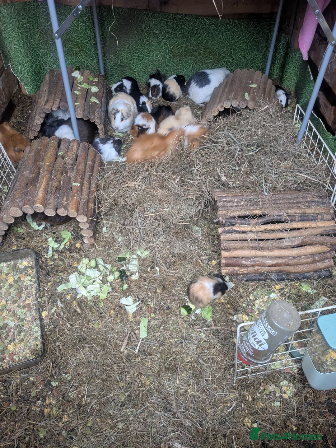 Guinea Pig rodents for sale: Little girl piggies  - Advert 1