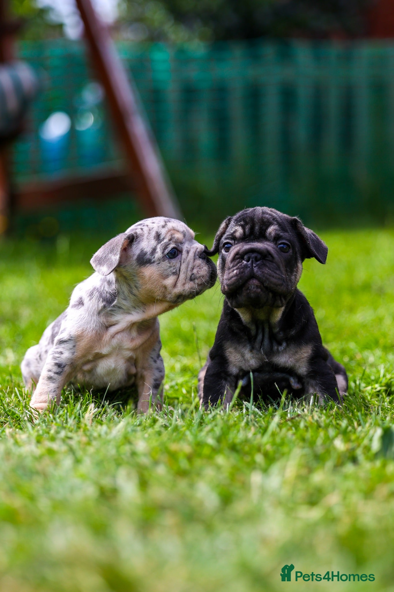 French Bulldog dogs French bulldogs boys and girls  - Advert 12