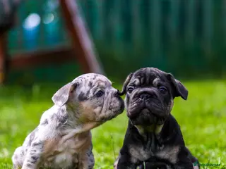 French Bulldog dogs French bulldogs boys and girls - Advert 12