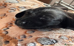 Mixed Breed dogs for sale: Beautiful DoxiPoo puppies  - Image 16