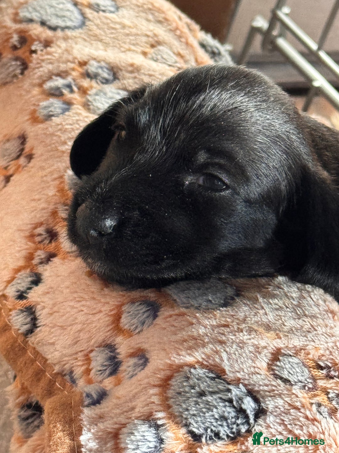 Mixed Breed dogs for sale: Beautiful DoxiPoo puppies  - Image 16