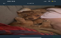 Mixed Breed dogs for sale: Bear  - Image 4