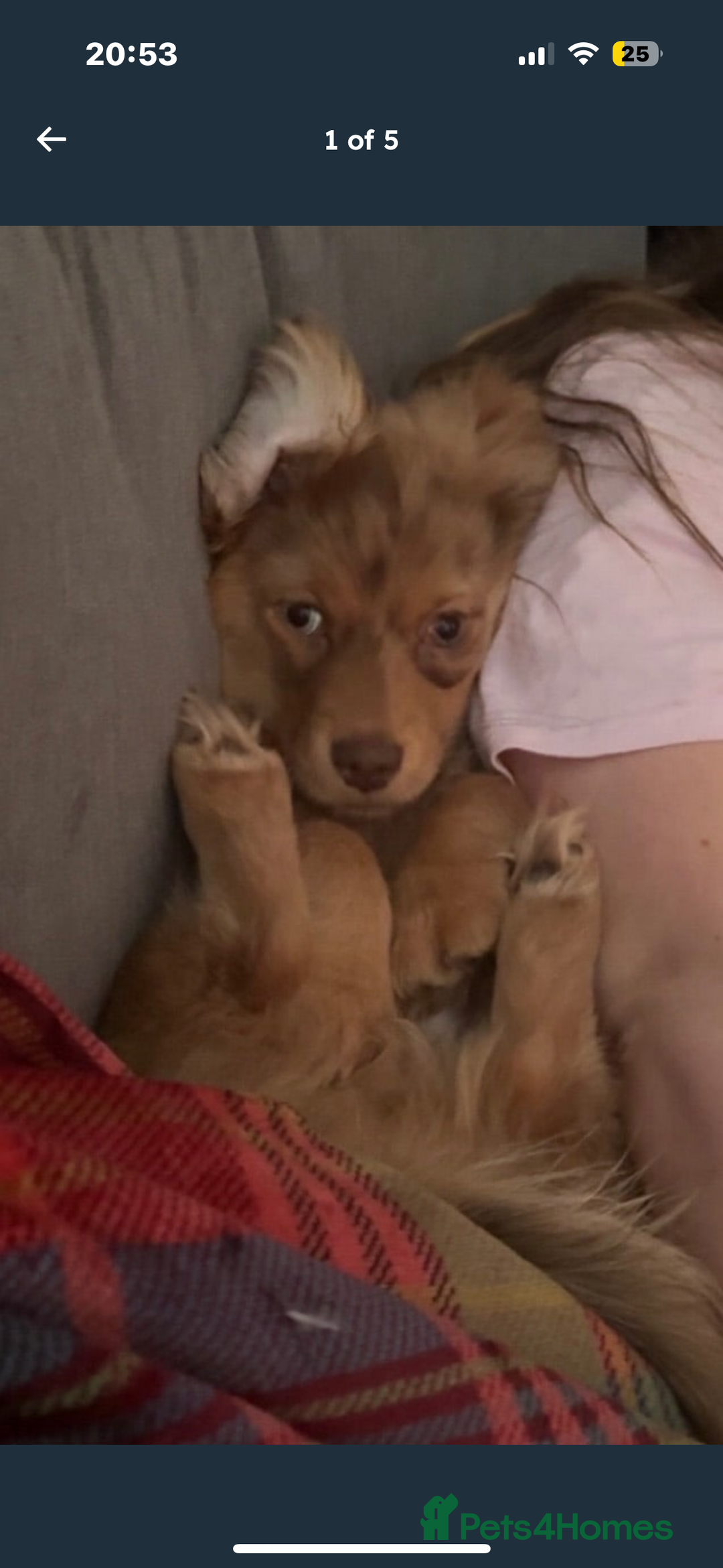Mixed Breed dogs for sale: Bear  - Image 4