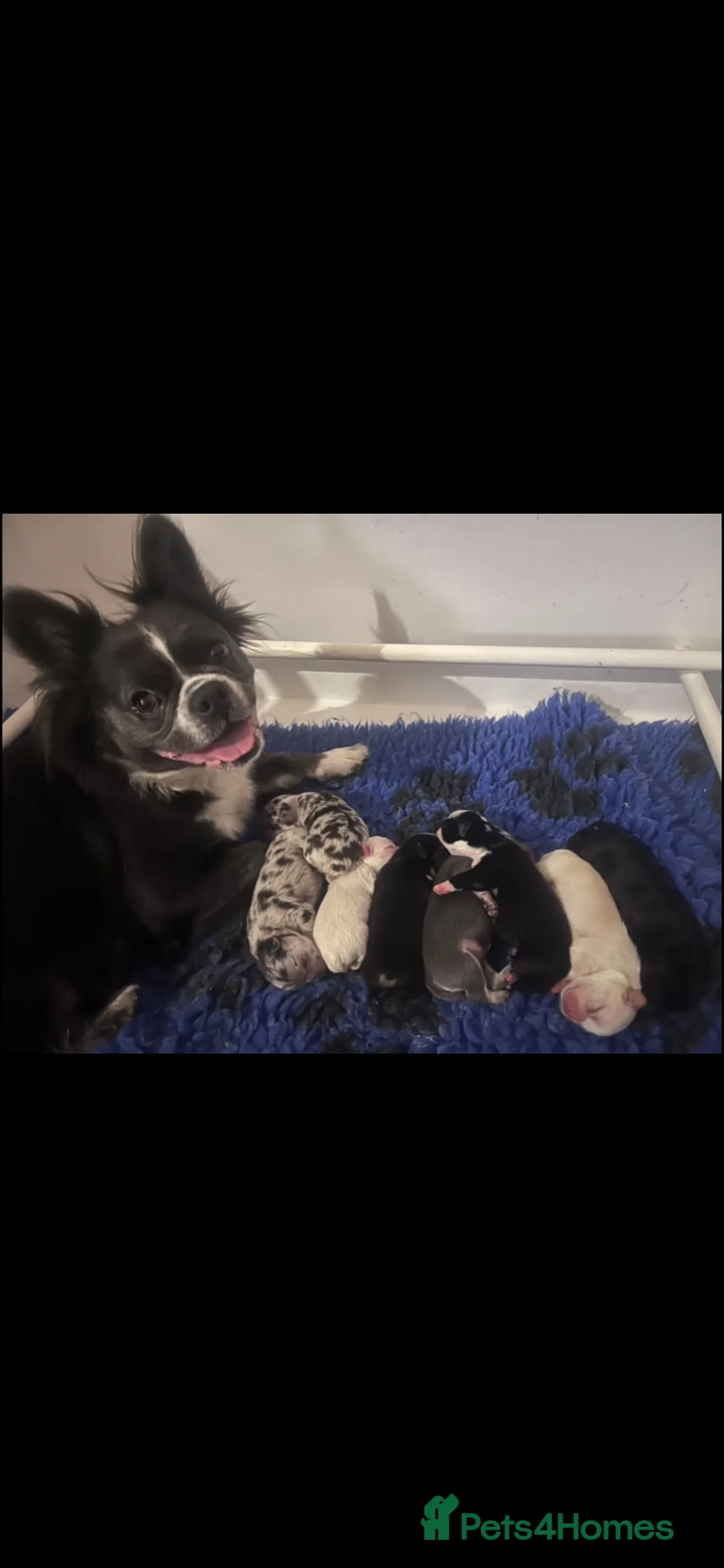 French Bulldog dogs for sale: Full fluffy French bulldogs  - Advert 1