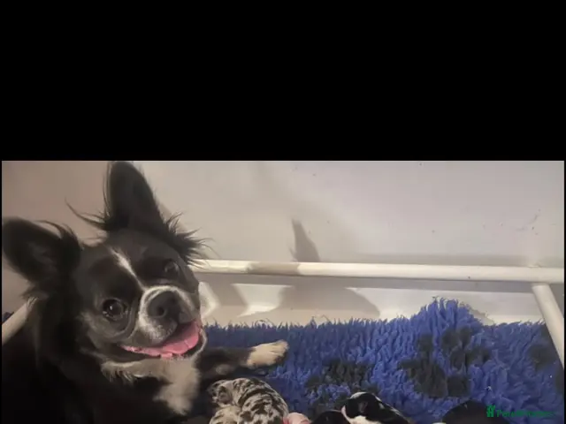 French Bulldog dogs for sale: Full fluffy French bulldogs - Advert 1