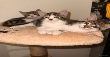 Mixed Breed cats - Advert 1