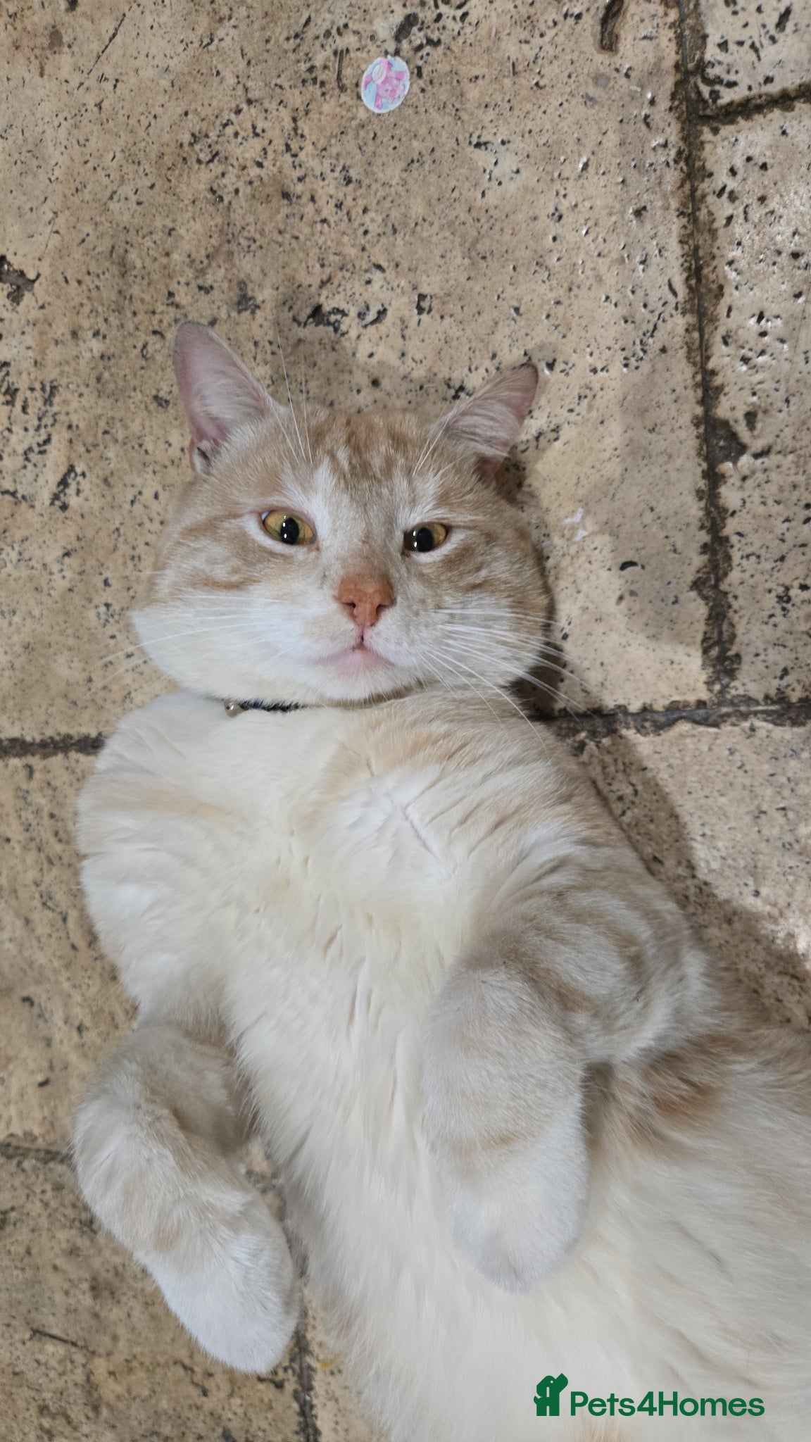 Mixed Breed cats for sale: Mainecoon x tortoise shell  in High Wycombe - Advert 1