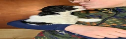 Labradoodle dogs for sale: Beautiful Miniature Labradoodle Puppies for Sale - Advert 10