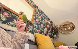 Cockatiels birds for sale: Cockatiels very tame - Advert 10