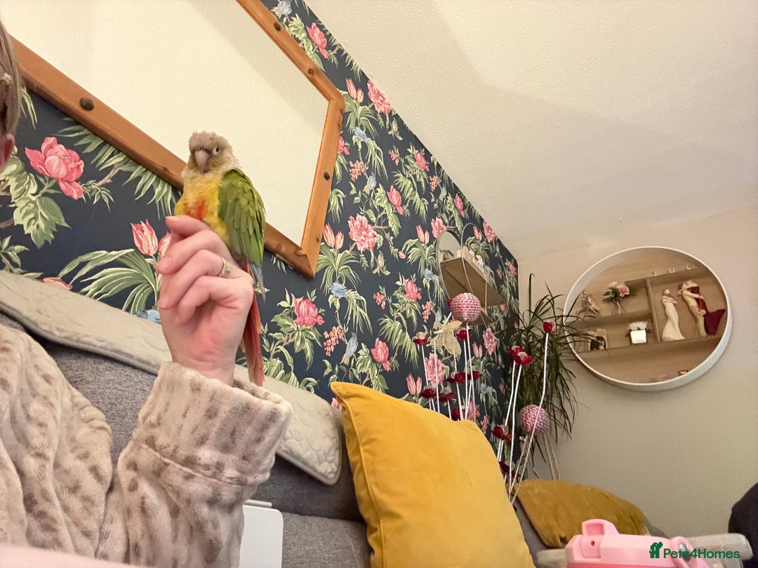 Cockatiels birds for sale: Cockatiels very tame - Advert 10