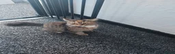 Mixed Breed cats for sale: Beautiful fluffy kittens - Advert 2