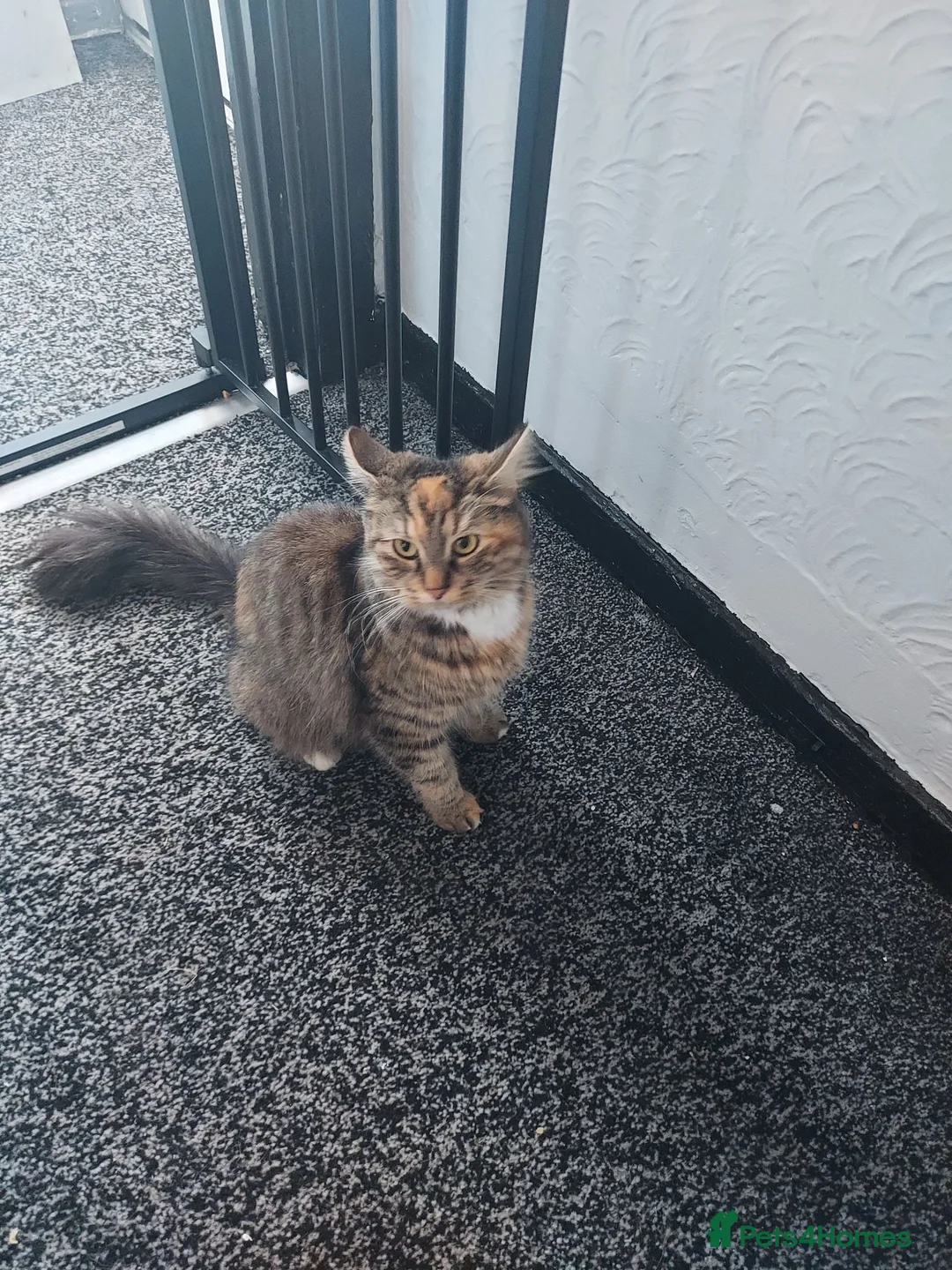Mixed Breed cats for sale: Beautiful fluffy kittens - Advert 2