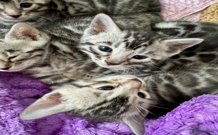 Bengal cats - Advert 4