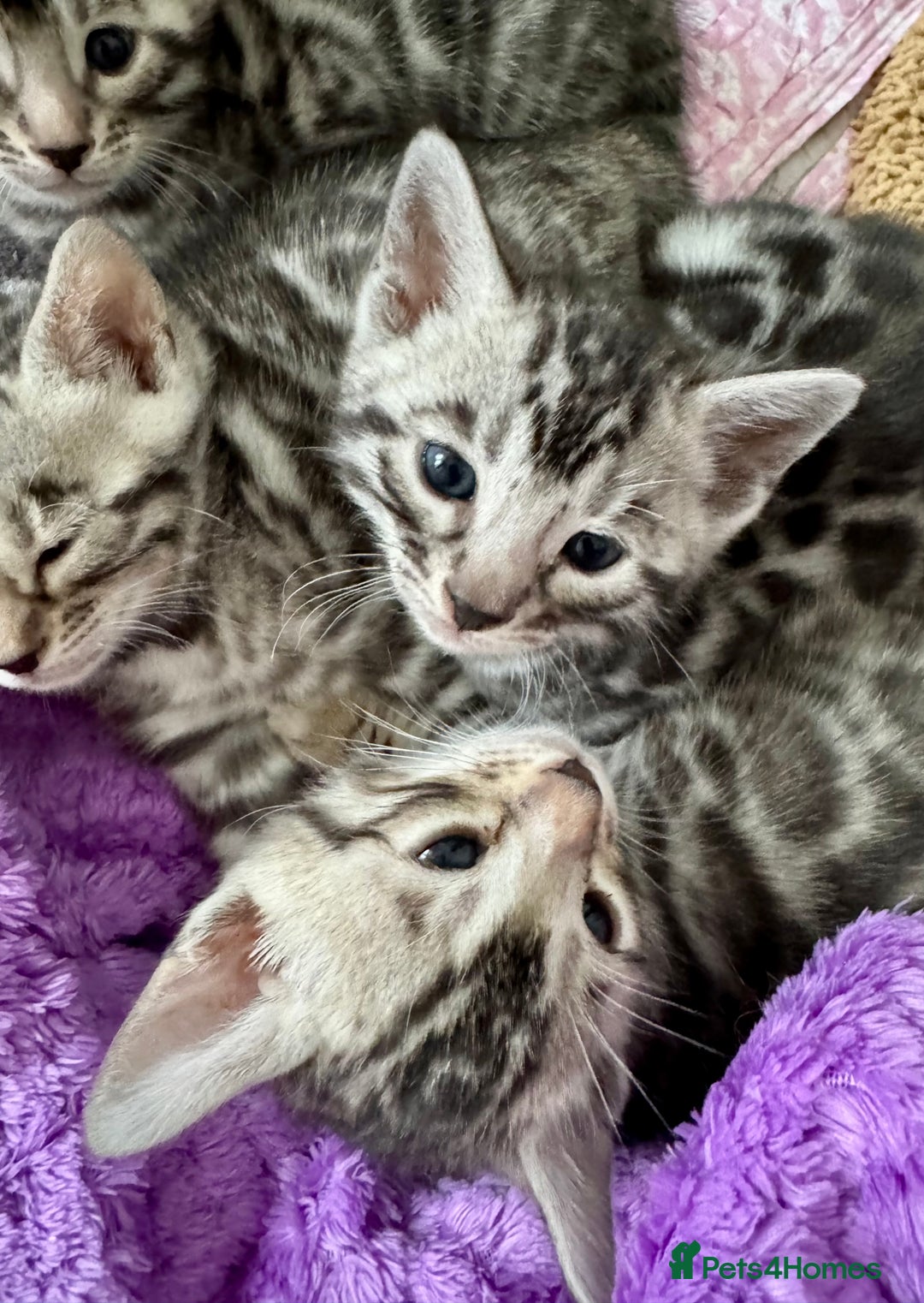 Bengal cats for sale: Stunning Silver Bengal Kittens 😻 - Image 1