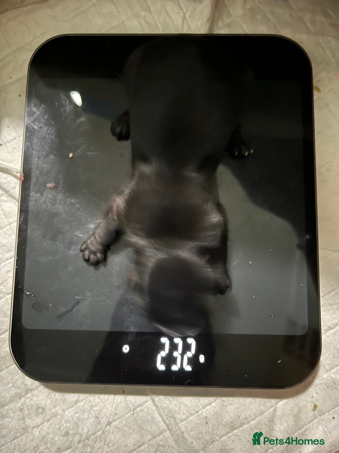 Shih Tzu dogs for sale: Shih Tzu Puppies (standard) - Image 9