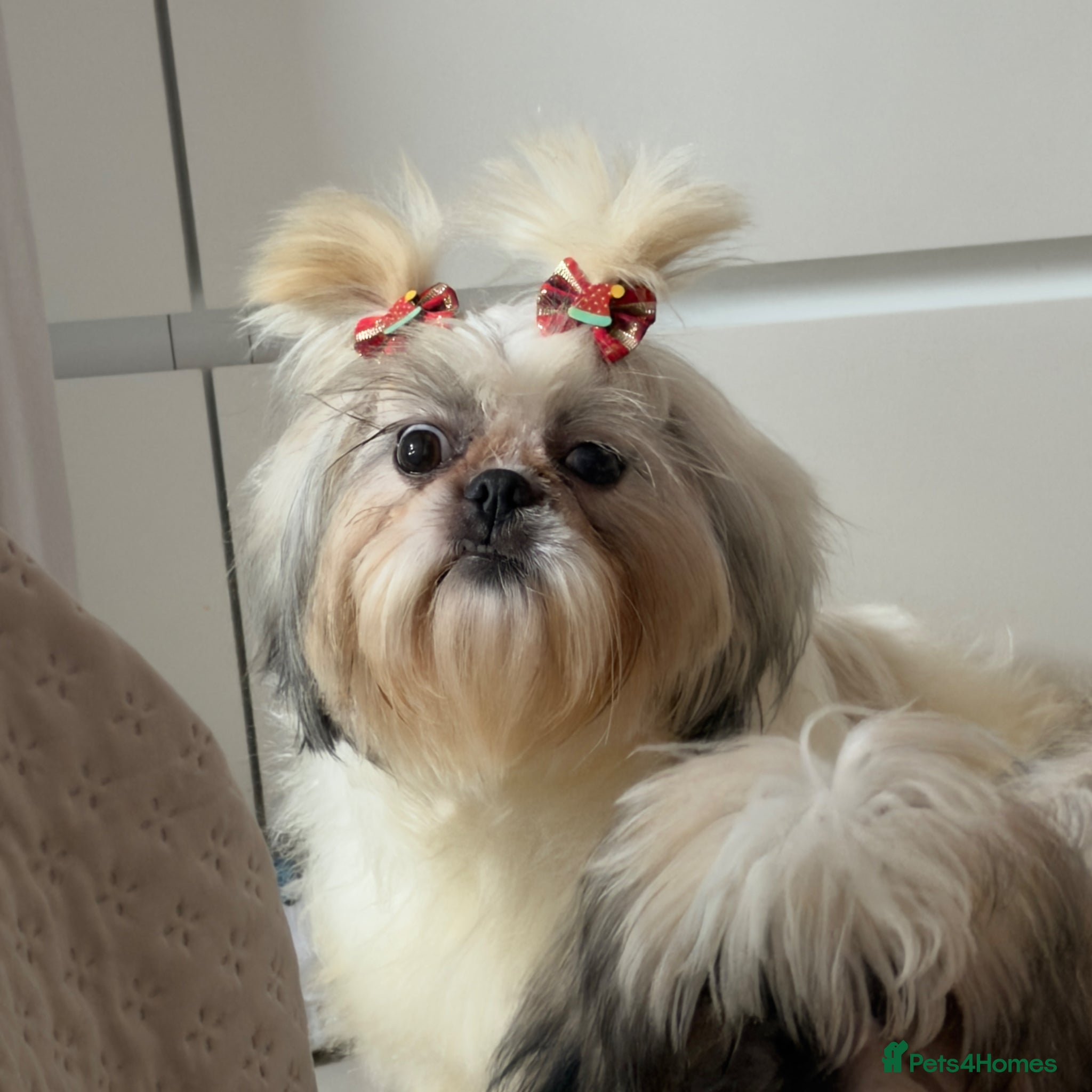 Shih Tzu dogs Choquito  - Advert 1