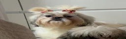 Shih Tzu dogs for sale: Choquito  - Advert 1