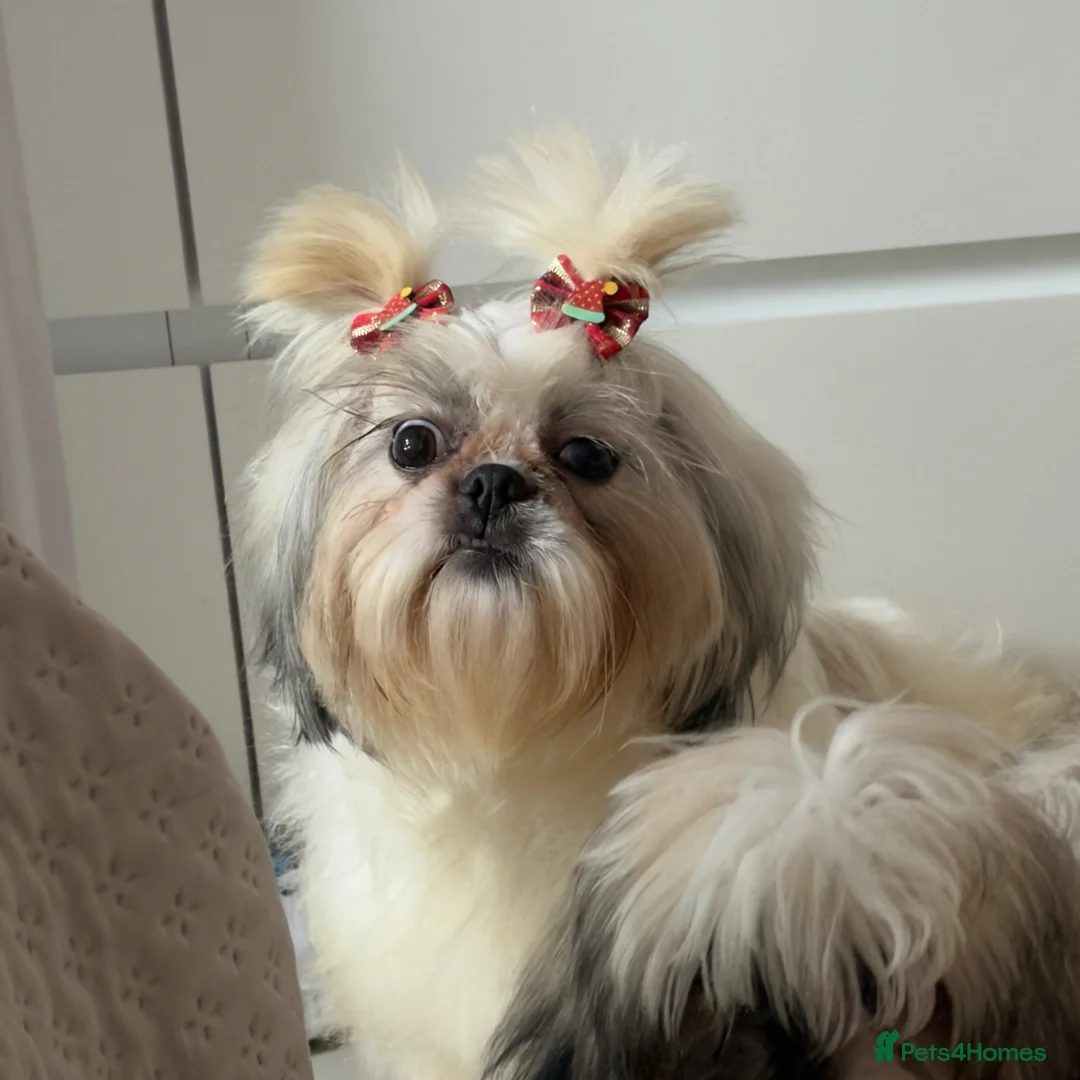 Shih Tzu dogs for sale: Choquito  - Advert 1