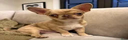 Chihuahua dogs for sale: Stunning Thai chihuahua puppies  - Advert 5