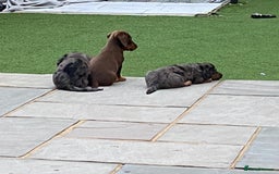 Miniature Dachshund dogs for sale: Stunning miniature Daschund litter kc reg  - Image 19