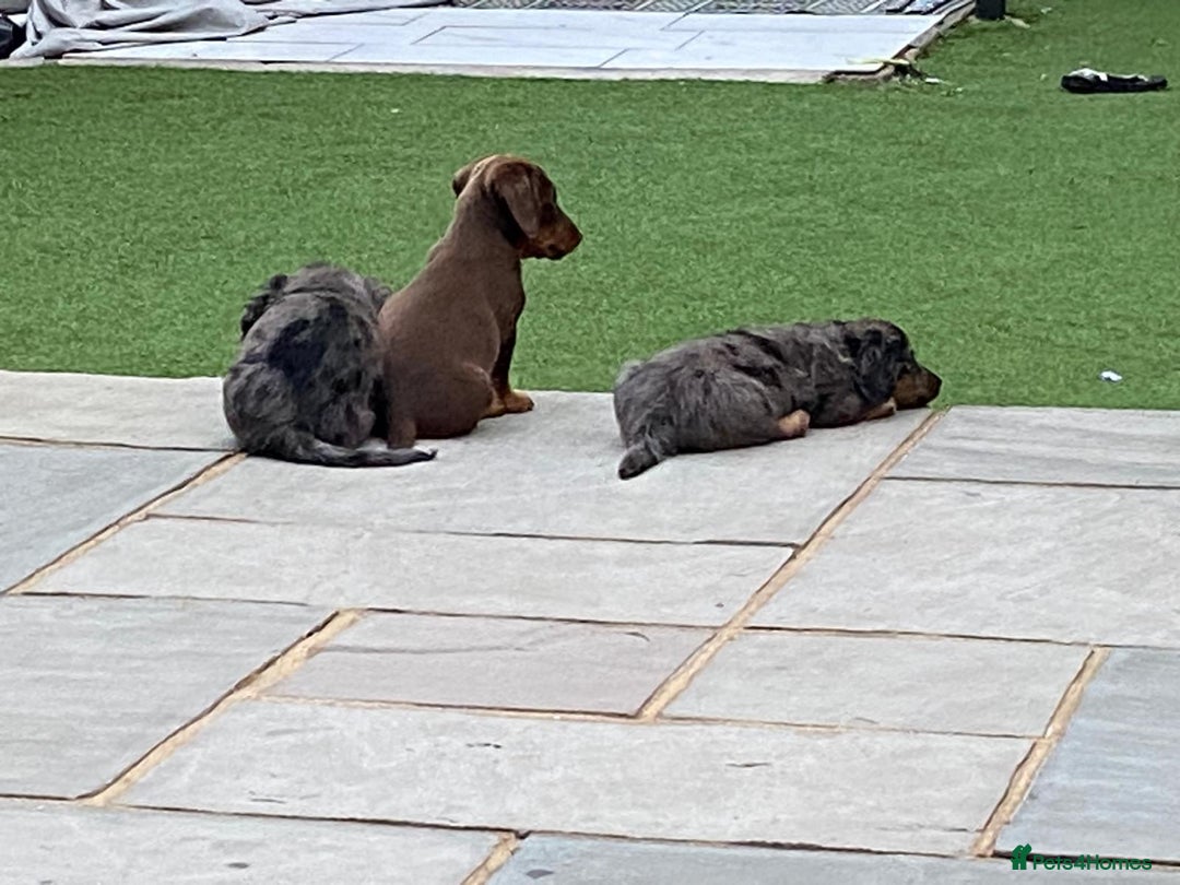 Miniature Dachshund dogs for sale: Stunning miniature Daschund litter kc reg  - Image 19