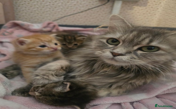 Mixed Breed cats - Advert 5