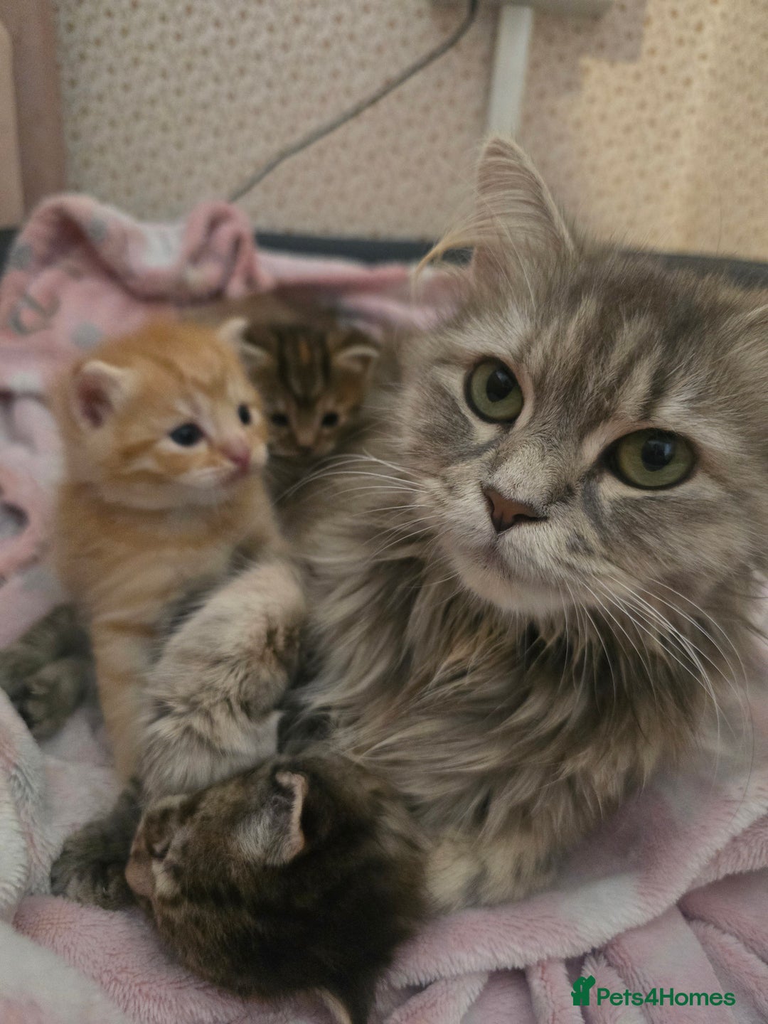 Mixed Breed cats for sale: Kittens  - Image 1