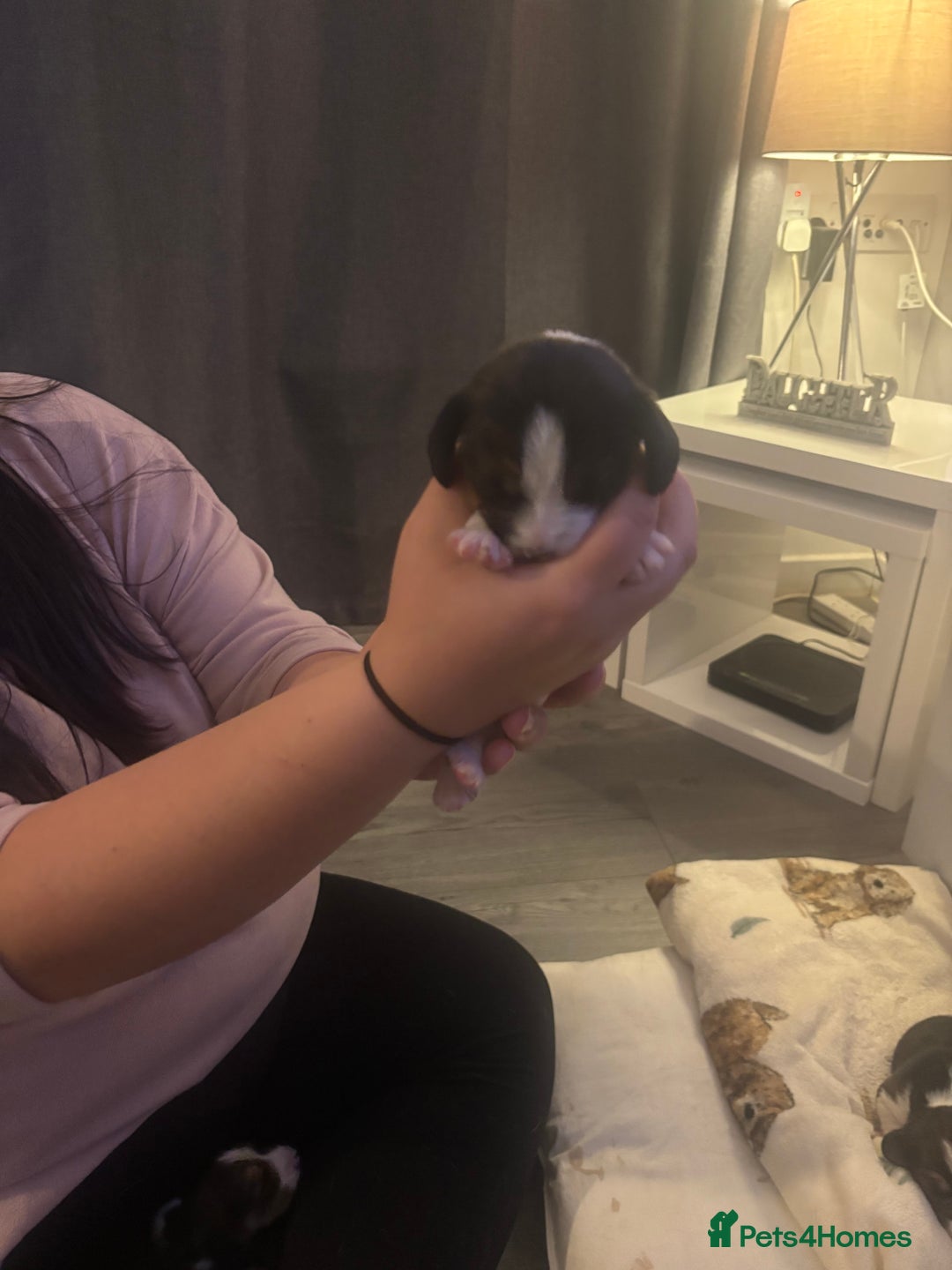Beagle dogs for sale: Beagle  - Image 12