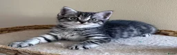 British Shorthair cats for sale: Silver Spotted British Shorthair Kittens - Advert 24