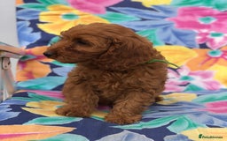 Cockapoo dogs for sale: Cockapoo puppies for sale - Image 4