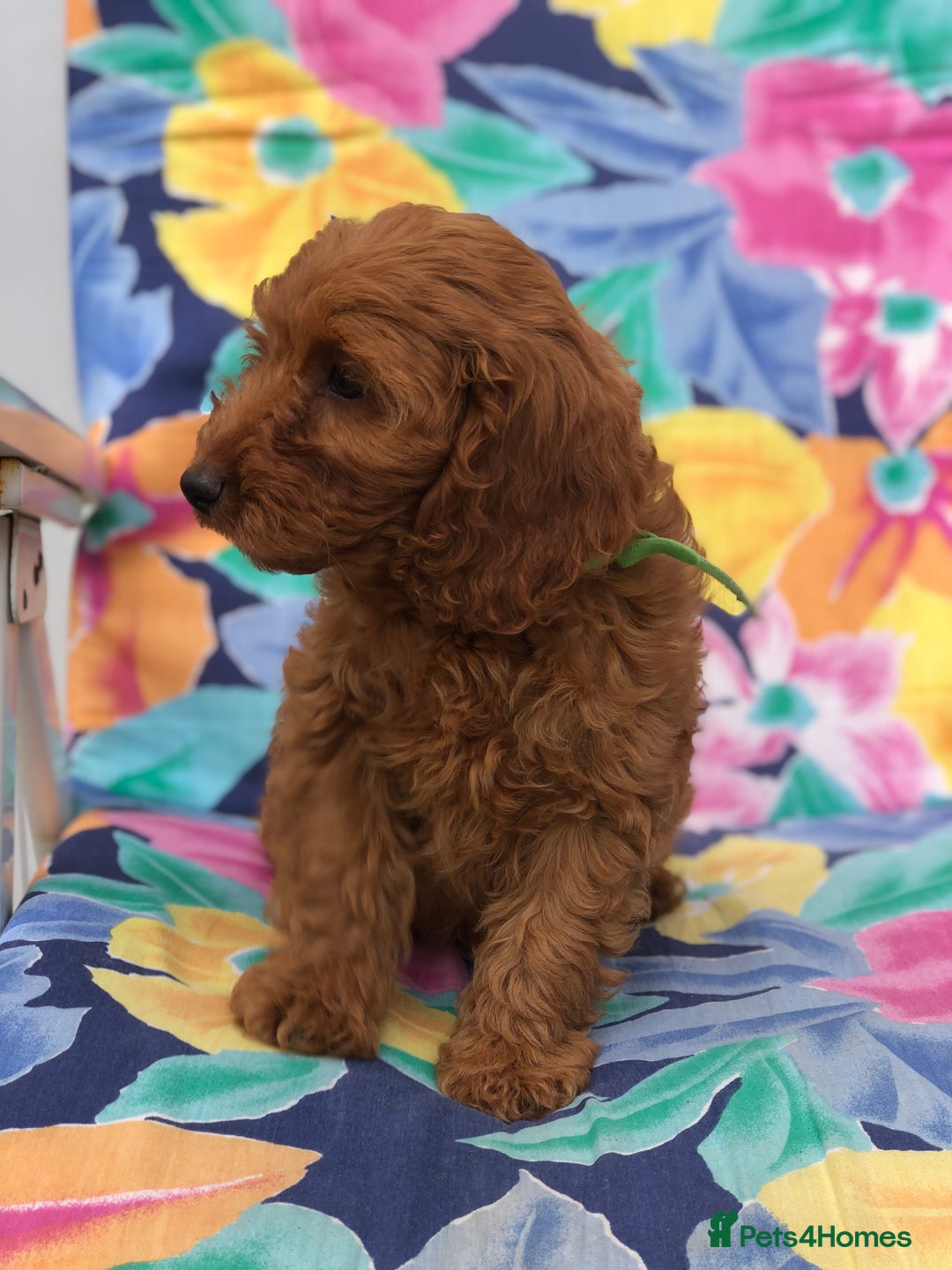 Cockapoo dogs for sale: Cockapoo puppies for sale - Image 4