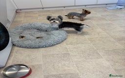 Yorkshire Terrier dogs for sale: Yorkshire terrier - Image 4