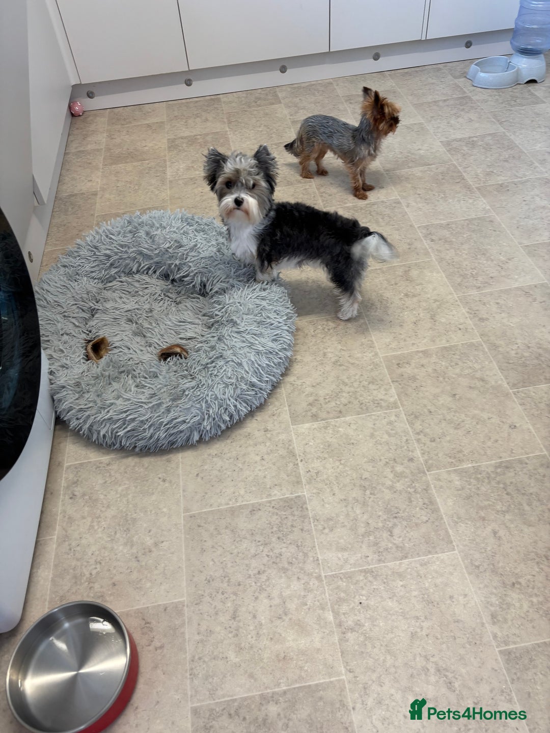 Yorkshire Terrier dogs for sale: Yorkshire terrier - Image 4