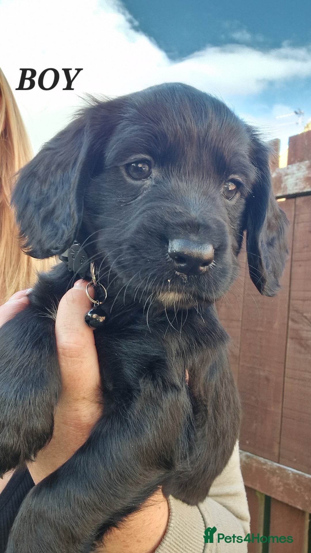 Sprocker dogs for sale: Sprocker Puppies  - Image 5